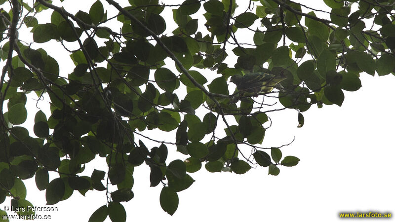 Dwarf Fruit Dove