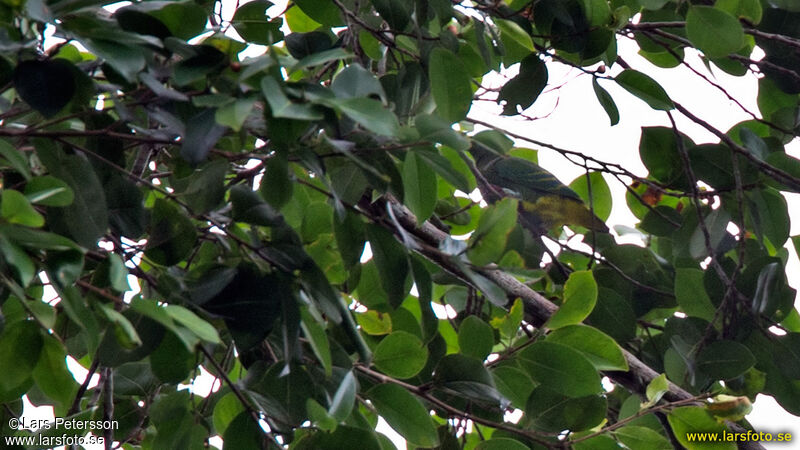 Dwarf Fruit Dove