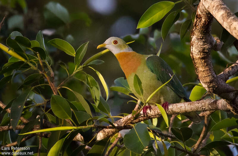 Pink-spotted Fruit Doveadult, identification