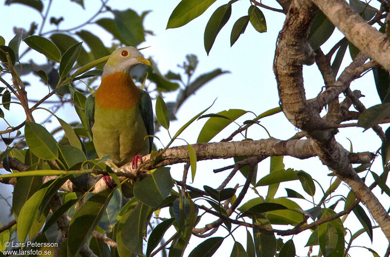 Pink-spotted Fruit Dove