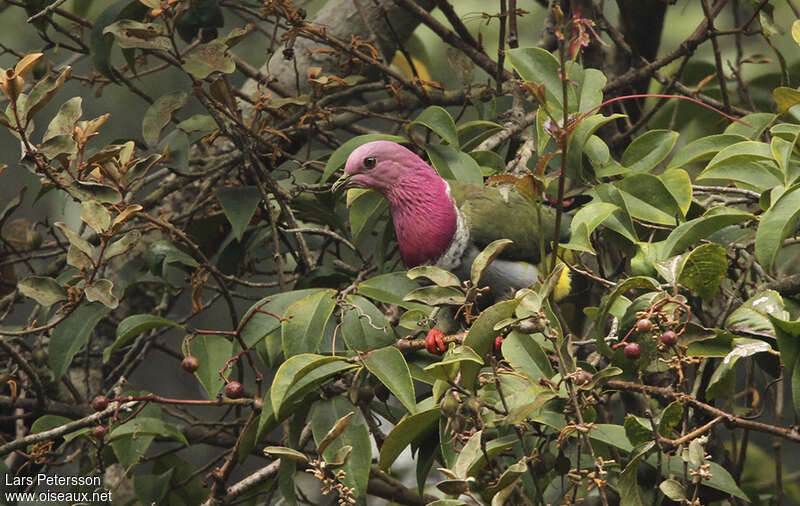 Pink-headed Fruit Doveadult, close-up portrait