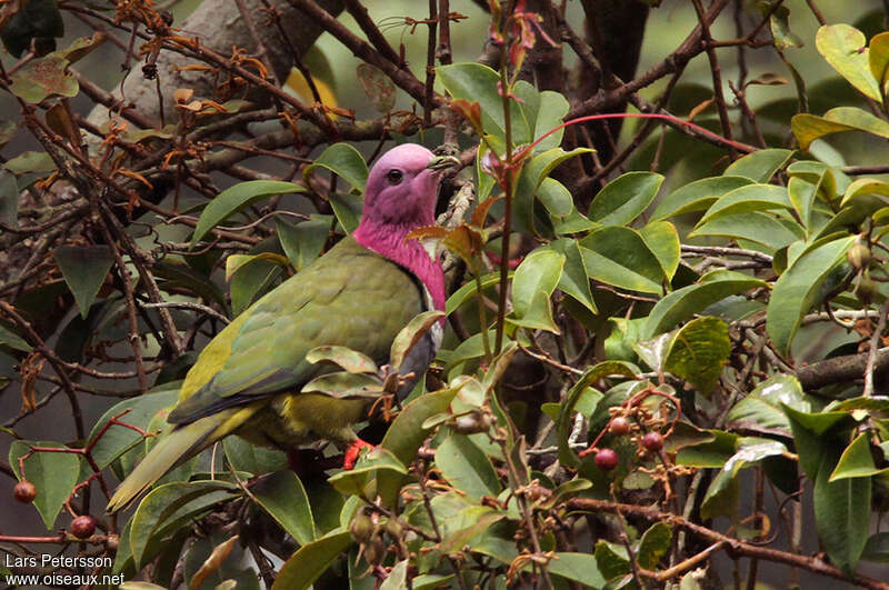 Pink-headed Fruit Doveadult, identification