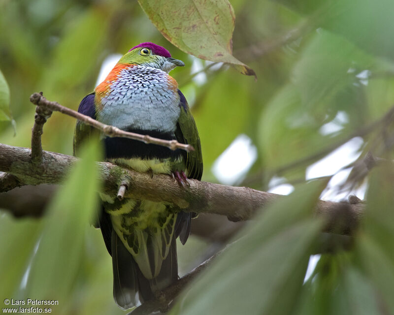 Superb Fruit Dove