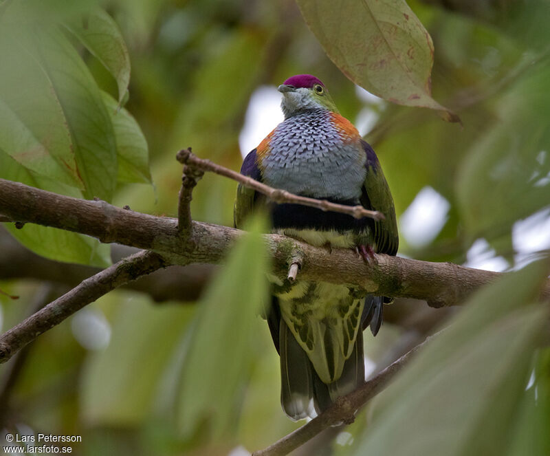 Superb Fruit Dove