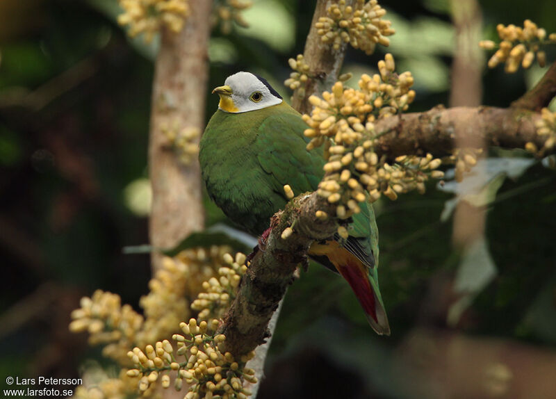 Black-naped Fruit Dove