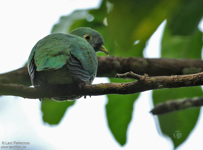 Black-naped Fruit Dove