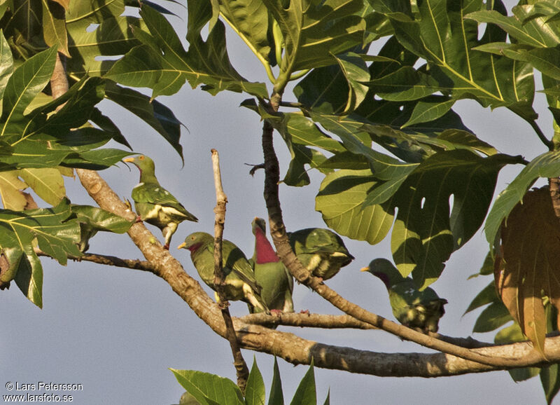 Claret-breasted Fruit Dove