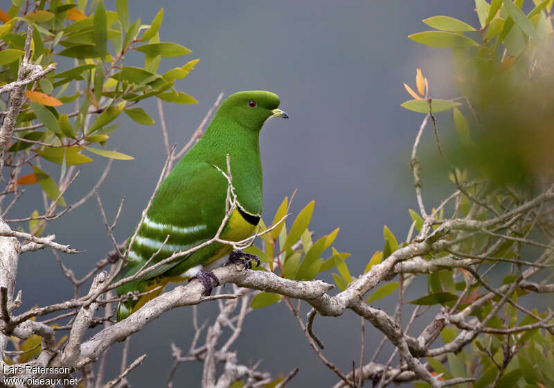 Cloven-feathered Doveadult, identification