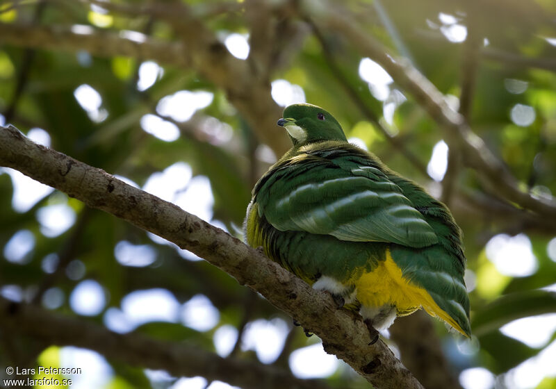 Cloven-feathered Dove