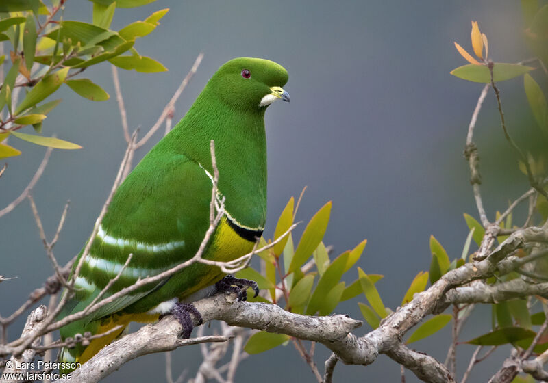 Cloven-feathered Dove