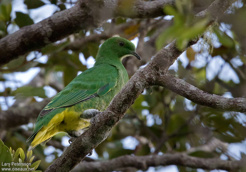 Cloven-feathered Dove