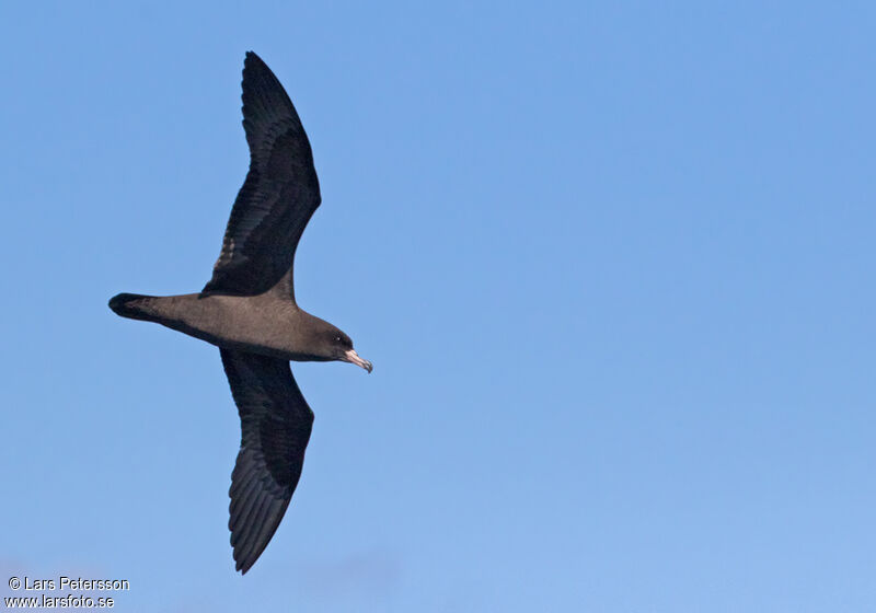 Flesh-footed Shearwater