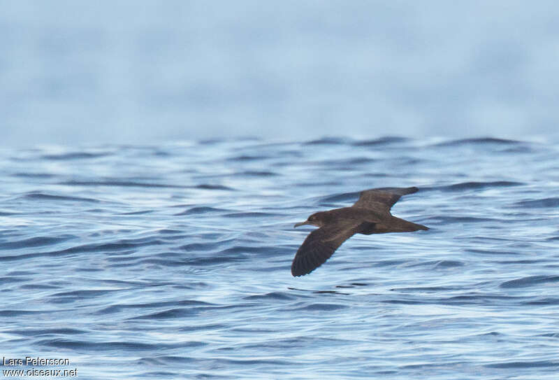 Heinroth's Shearwater, identification