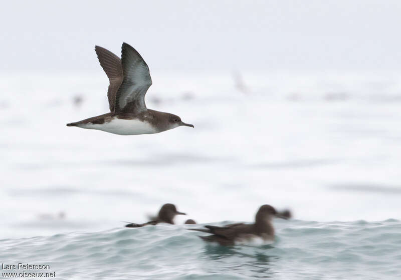 Hutton's Shearwater, Flight