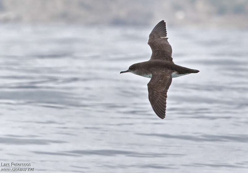 Puffin de Hutton, Vol