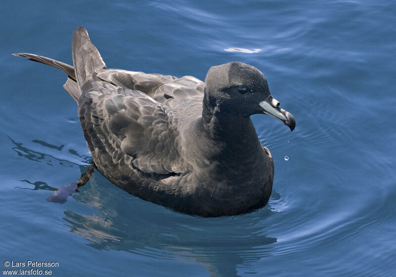 Black Petrel