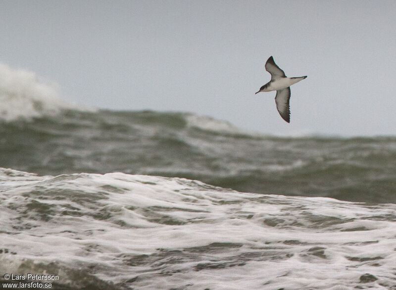 Manx Shearwater