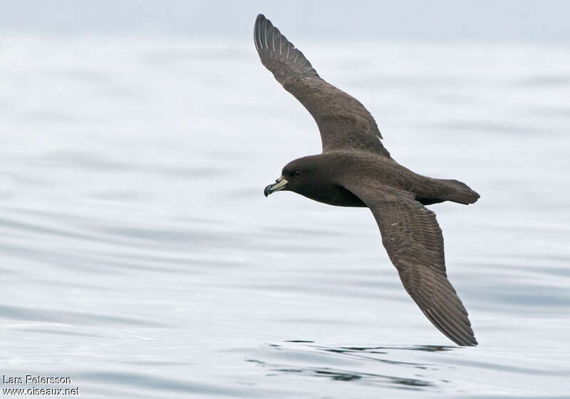 Westland Petrel, Flight