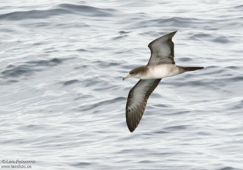 Wedge-tailed Shearwater