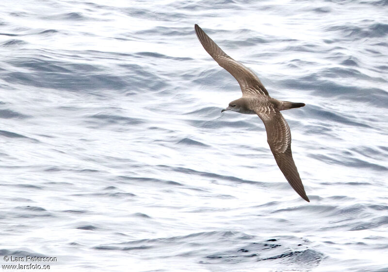 Wedge-tailed Shearwater