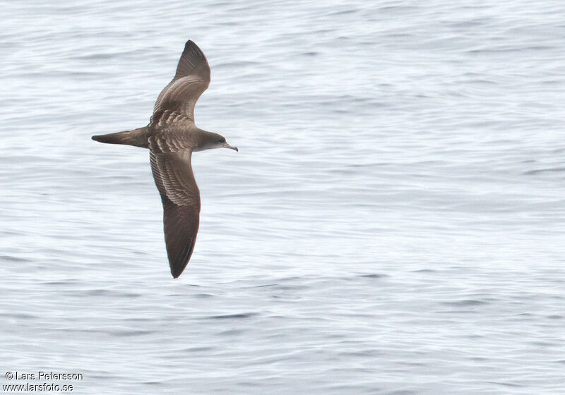 Wedge-tailed Shearwater