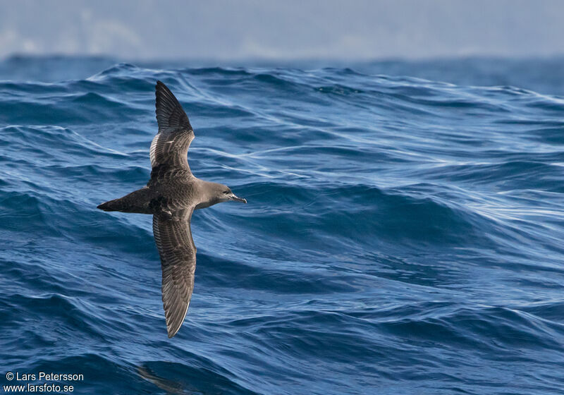 Sooty Shearwater