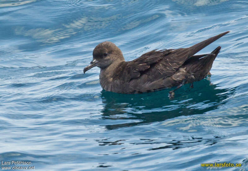 Puffin fuligineux, identification