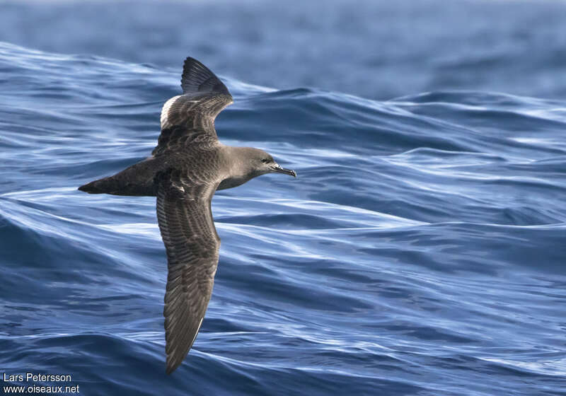 Puffin fuligineux, identification