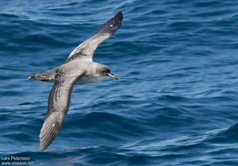 Puffin gris, identification