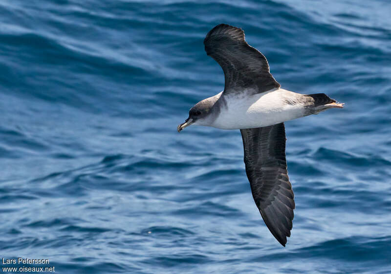 Puffin gris, identification