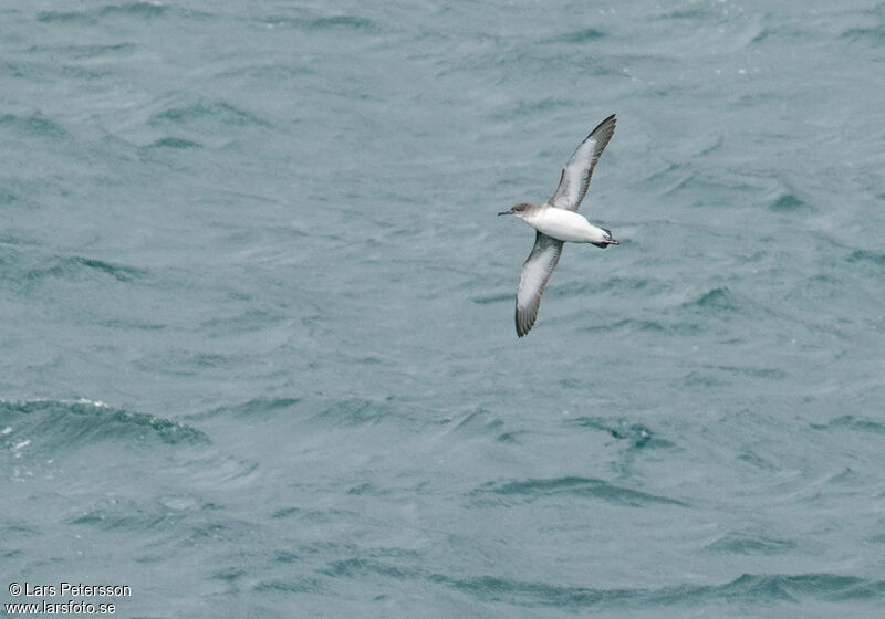 Fluttering Shearwater