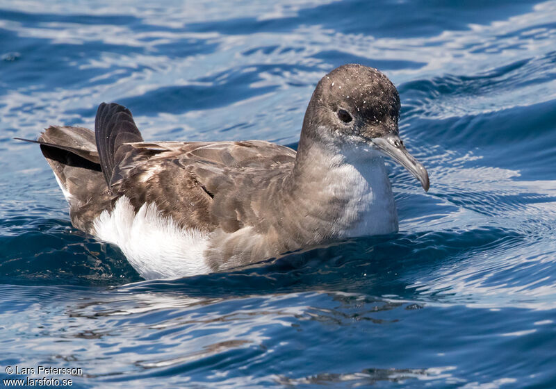 Fluttering Shearwater