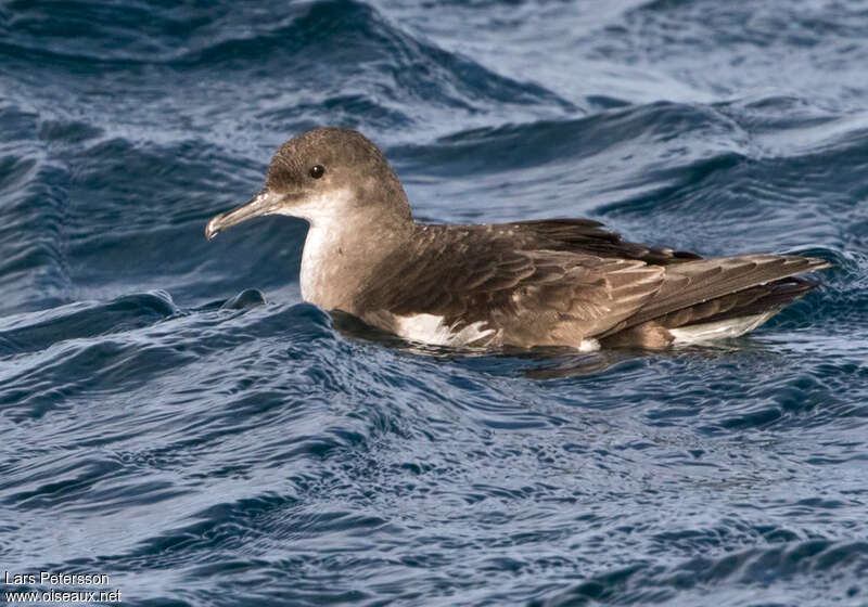 Fluttering Shearwateradult, identification