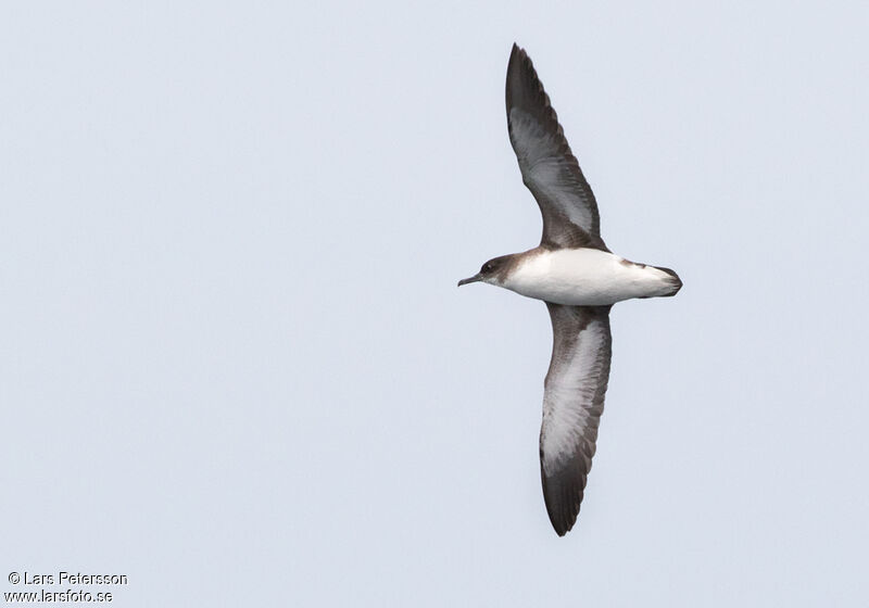 Fluttering Shearwater