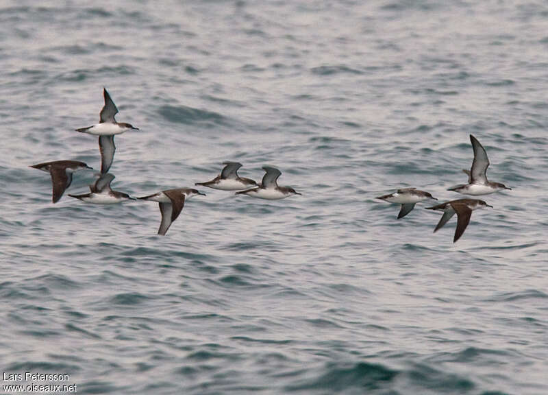 Yelkouan Shearwater, pigmentation, Flight