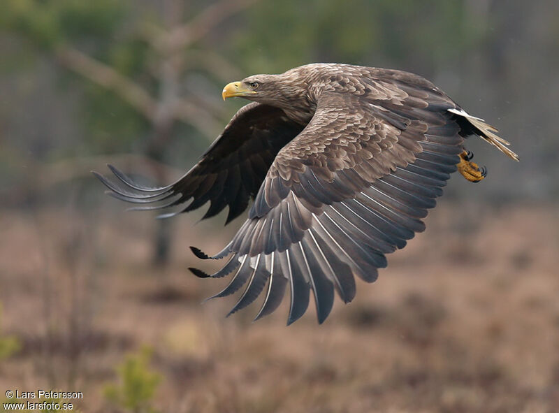 White-tailed Eagle