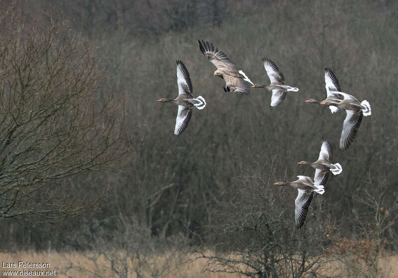 Pygargue à queue blancheadulte, pêche/chasse