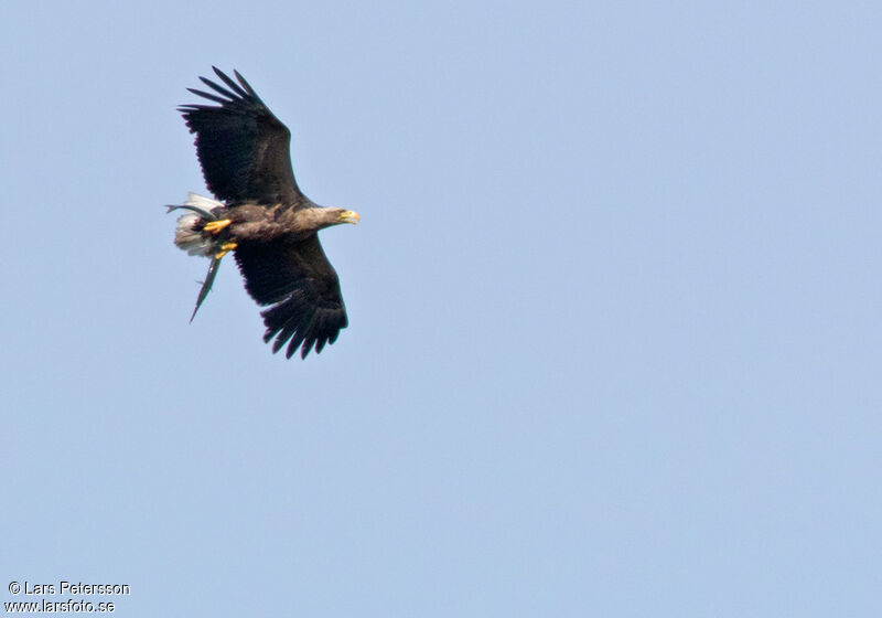 White-tailed Eagle