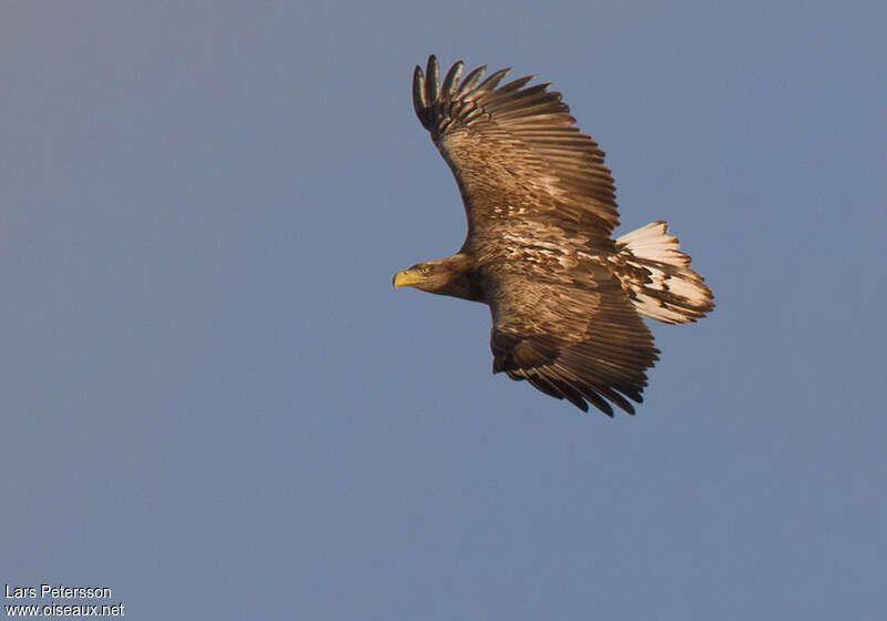 White-tailed Eagleimmature