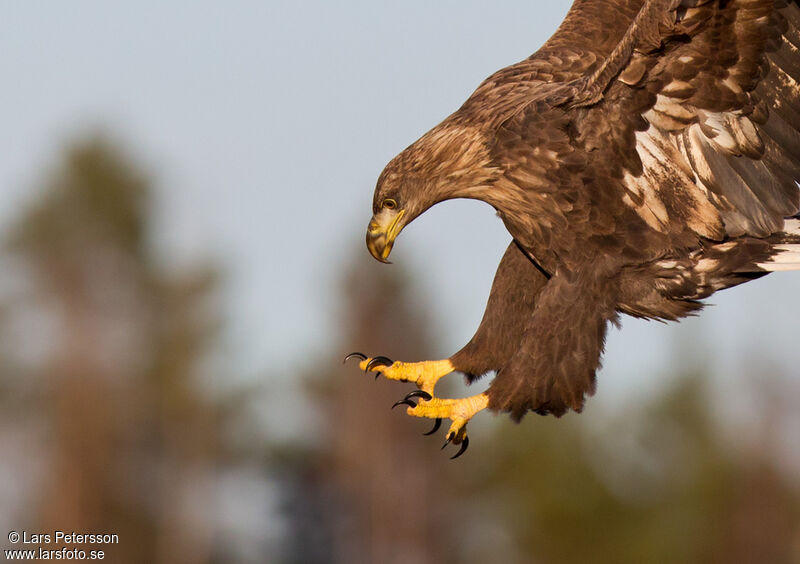 White-tailed Eagle