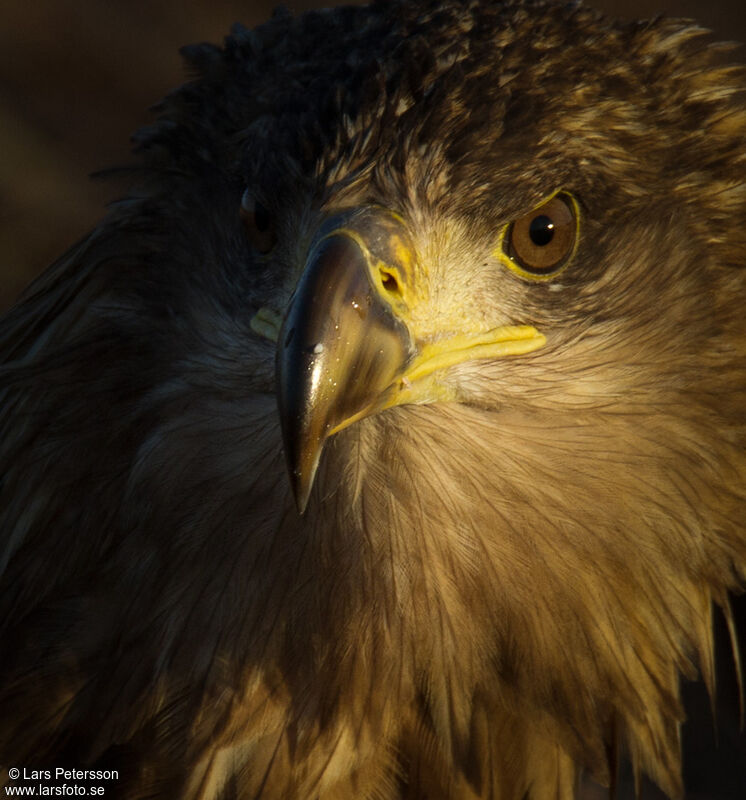 White-tailed Eagle