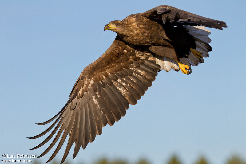 White-tailed Eagle