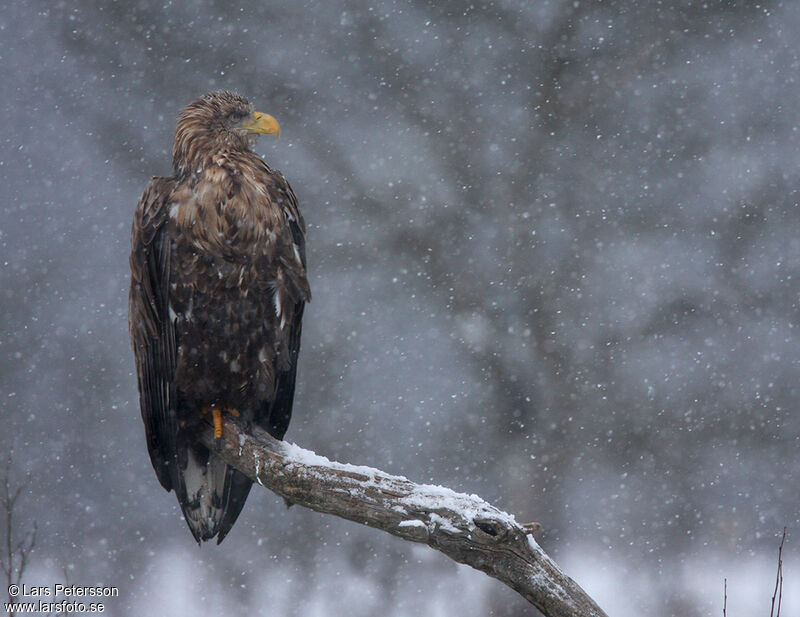 White-tailed Eagle