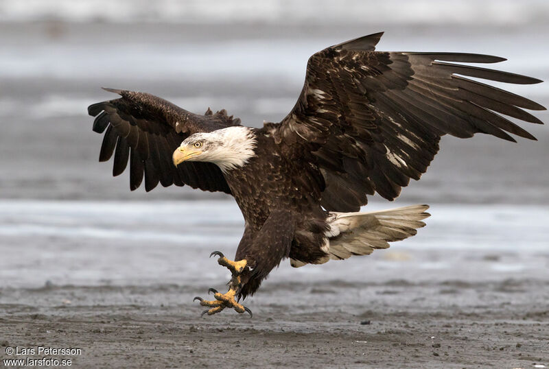 Bald Eagle