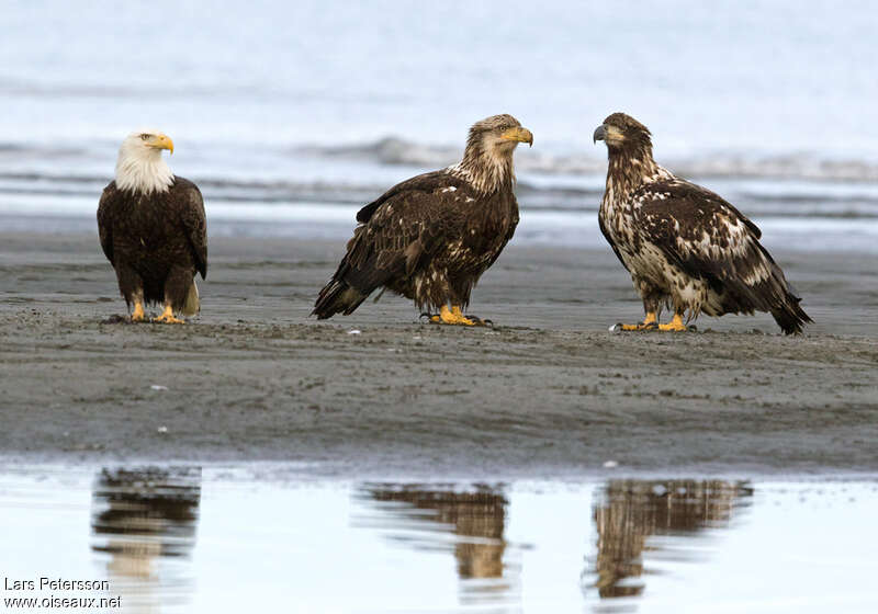 Bald Eaglejuvenile, identification