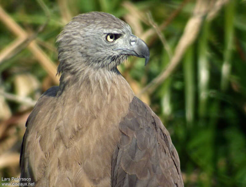 Pygargue à tête griseadulte, portrait