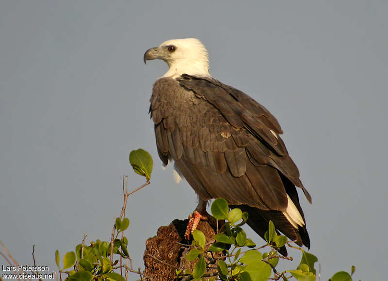 White-bellied Sea Eagleadult, identification