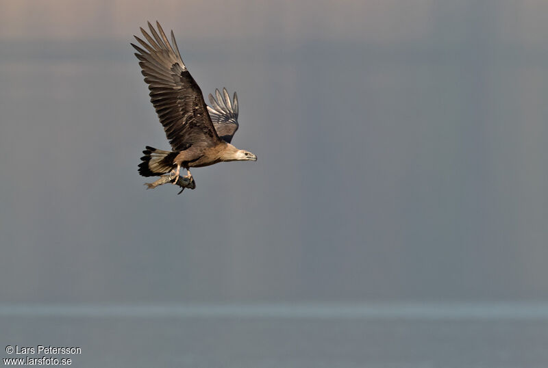 Pallas's Fish Eagle