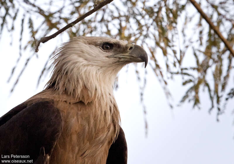 Pygargue de Pallasadulte, portrait