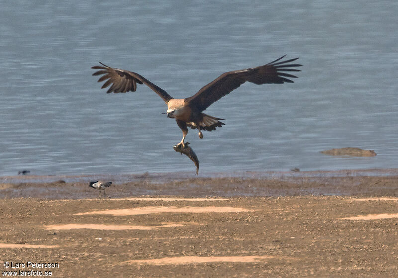 Pallas's Fish Eagle